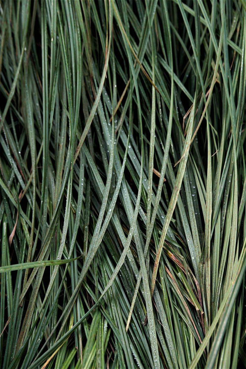 Sedge 