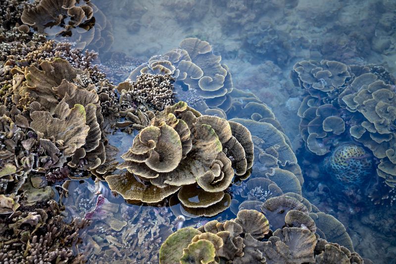 Sediment Buildup Covers Reefs That Species Rely On