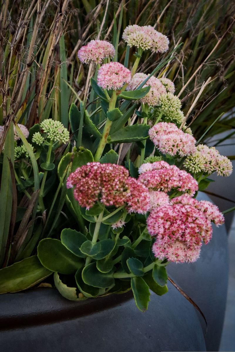 Sedum Sedum