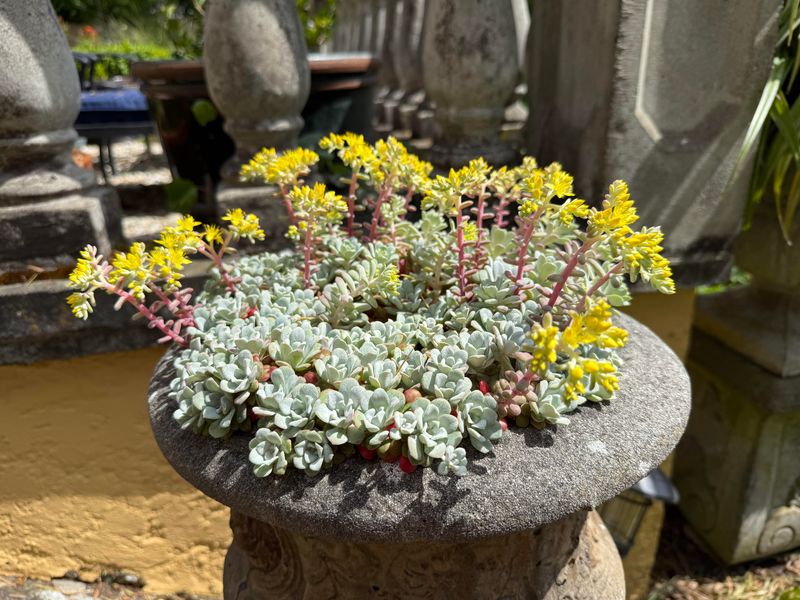 Sedum Keeps Borders Lean Sedum Keeps Borders Lean