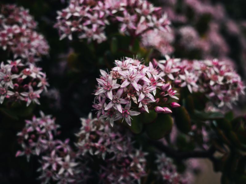 Sedum (Stonecrop) Sedum (Stonecrop)
