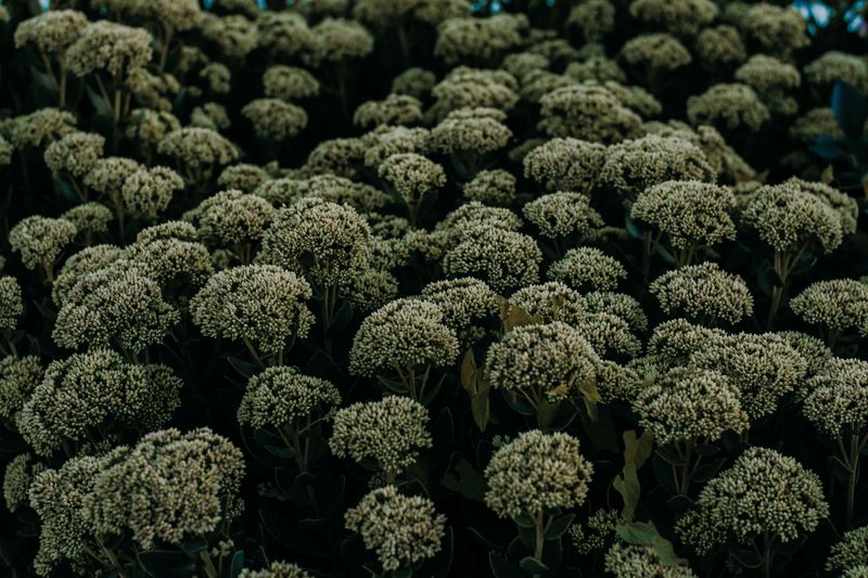 Sedum (Stonecrop)
