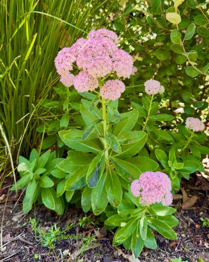 Sedum