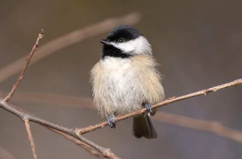 See Chickadees As Tiny Habitat Inspectors See Chickadees As Tiny Habitat Inspectors