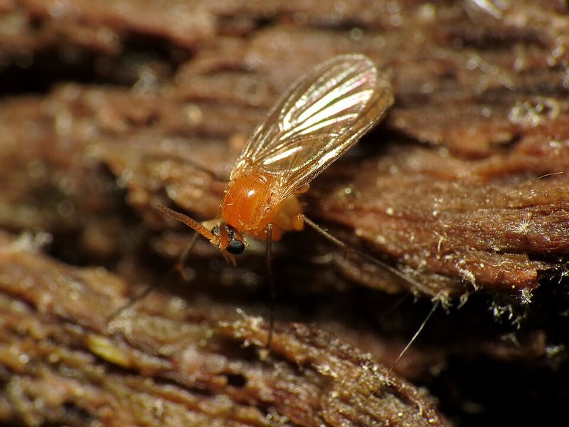 See Fungus Gnats Hovering Nearby See Fungus Gnats Hovering Nearby