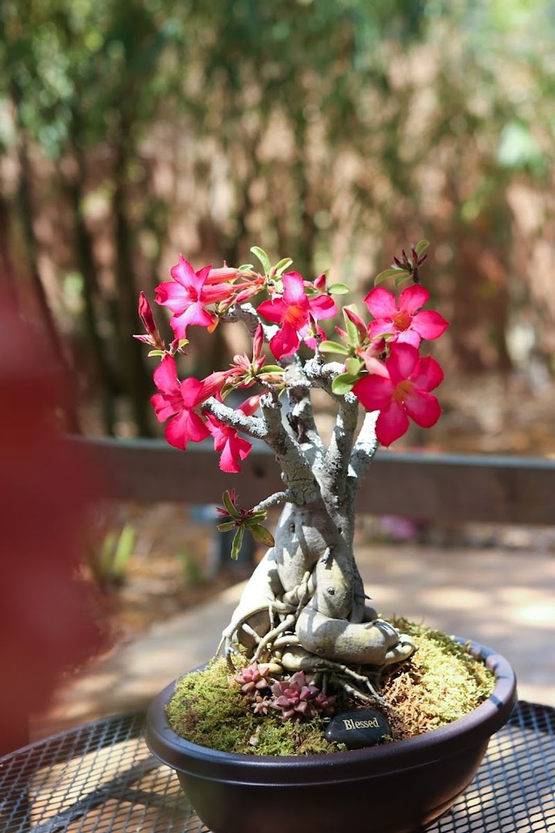 See How New Flowers Begin By Hand