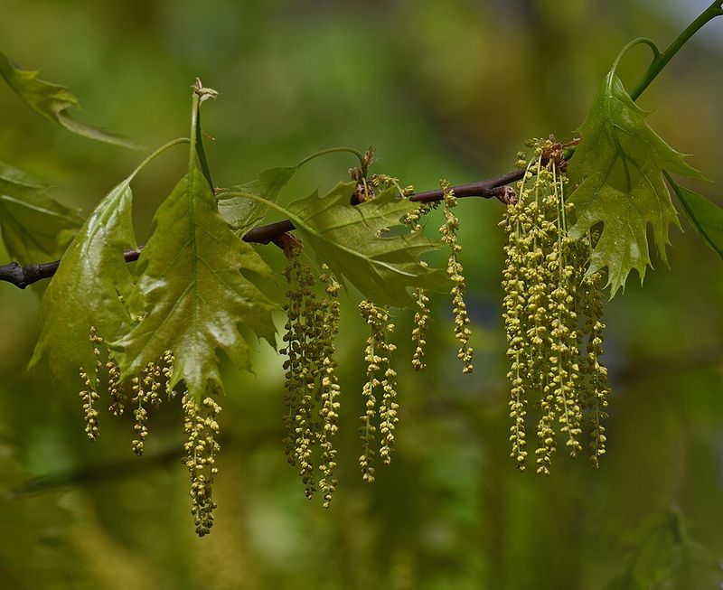 See Red Oak As A Backyard Food Web Engine See Red Oak As A Backyard Food Web Engine