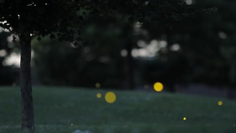 See The Flash As A Healthy Yard Clue See The Flash As A Healthy Yard Clue