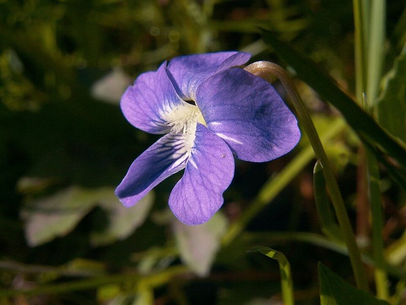 See The Native Value Under The Purple Blooms