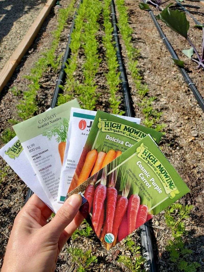 Seed Carrots Before July Heat Slips Away Seed Carrots Before July Heat Slips Away