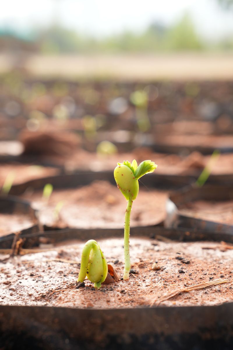 Seed Dormancy Times Growth To Rainfall Seed Dormancy Times Growth To Rainfall