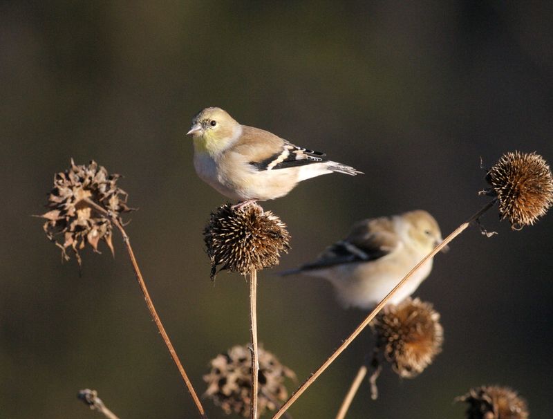 Seed Heads Are Drawing Them In