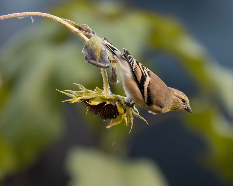 Seed Heads Left Standing Become A Food Source For Birds Seed Heads Left Standing Become A Food Source For Birds