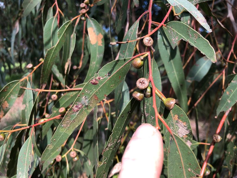 Seed Pods And Capsules Are Slow-Burning Fuel