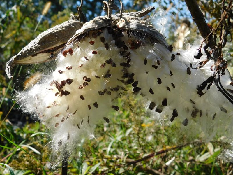 Seed Pods Are The Reason It Spreads So Noticeably