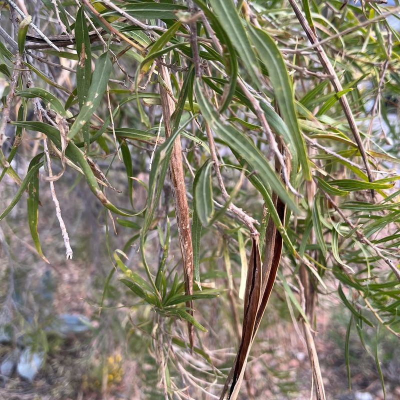Seed Pods Bring Seasonal Interest After Blooming Seed Pods Bring Seasonal Interest After Blooming