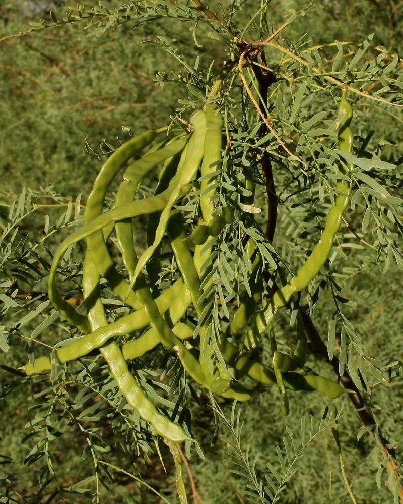 Seed Pods Feed Desert Wildlife Seed Pods Feed Desert Wildlife
