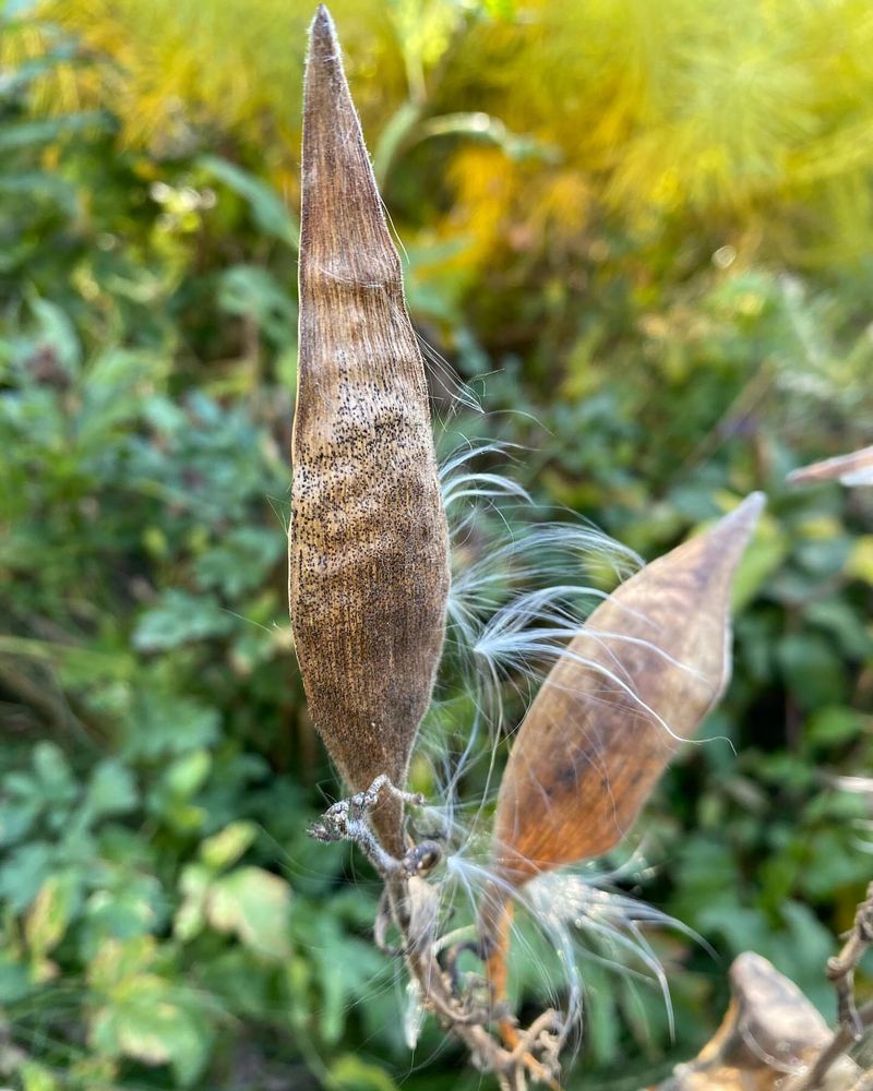Seed Pods Help New Butterfly Weed Spread Naturally Seed Pods Help New Butterfly Weed Spread Naturally