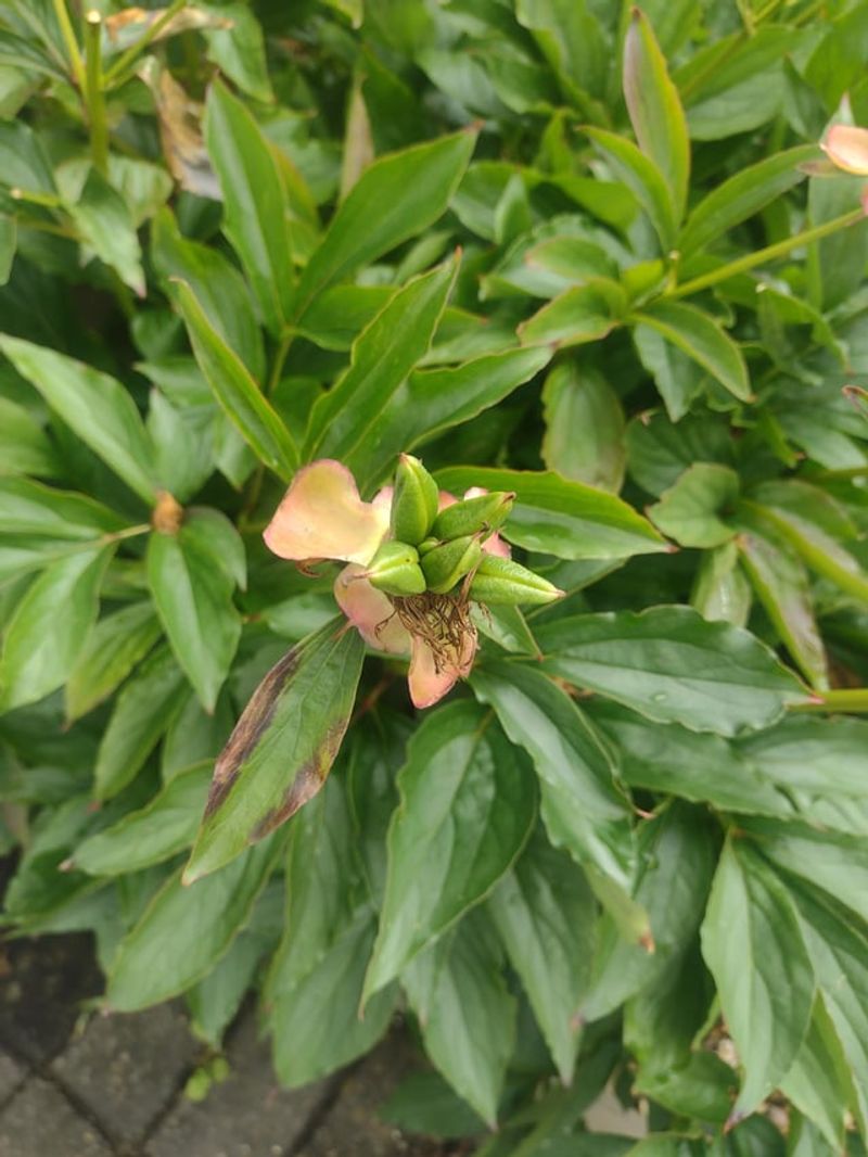 Seed Pods Steal Energy From The Roots Seed Pods Steal Energy From The Roots
