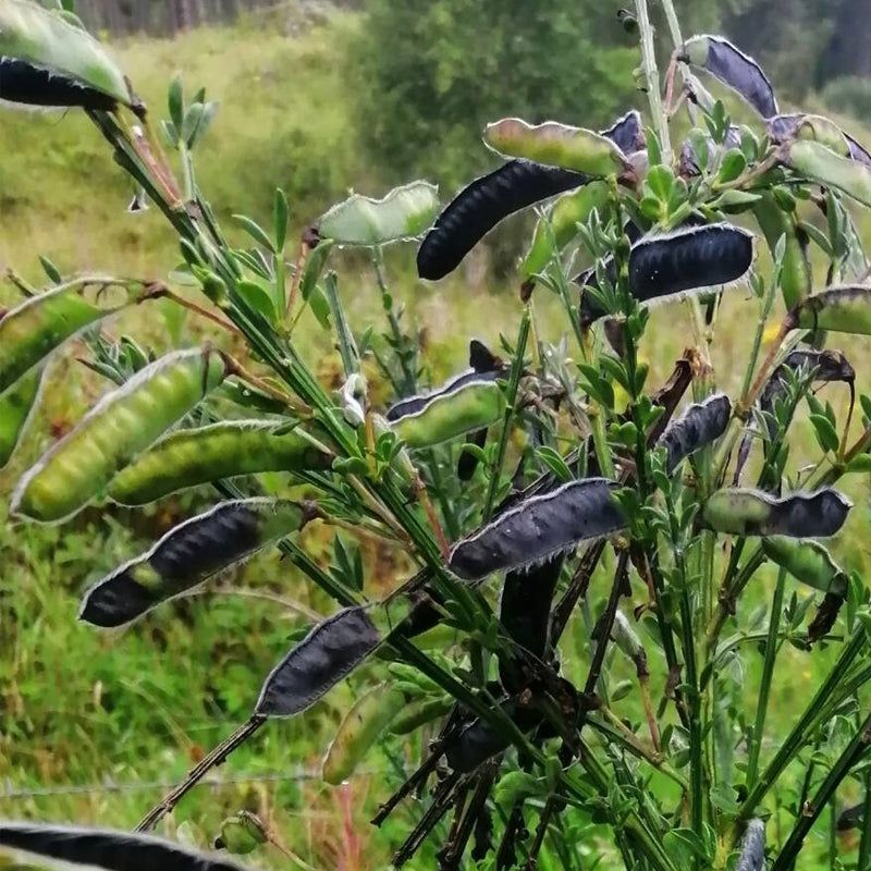 Seed Pods Turn One Shrub Into Hundreds Seed Pods Turn One Shrub Into Hundreds