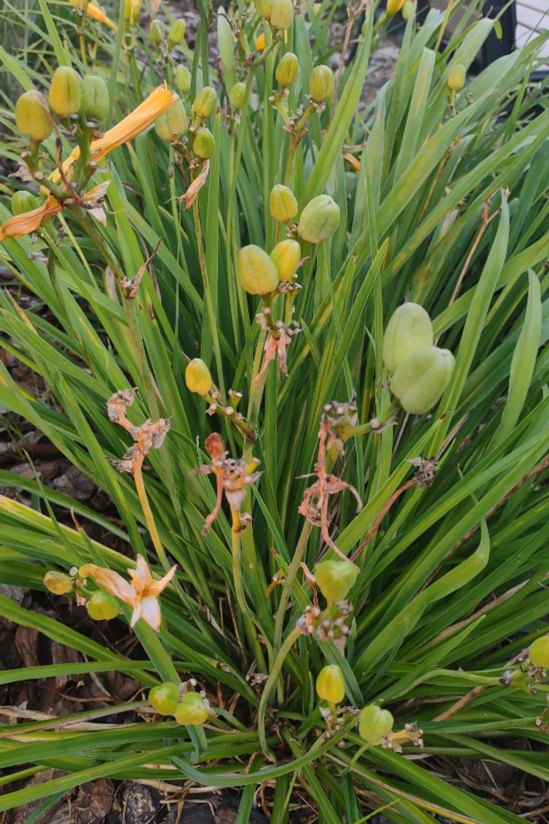 Seed Pods Use Energy The Plant Needs