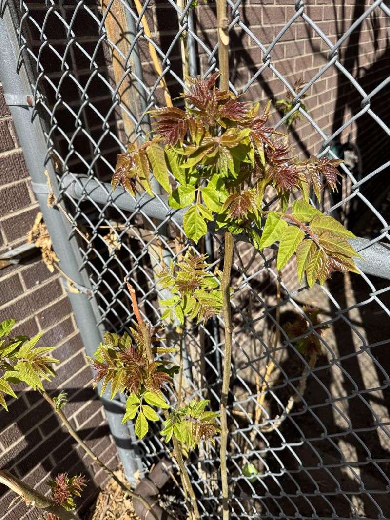 Seedlings Appear Along Fences And Alleys Seedlings Appear Along Fences And Alleys