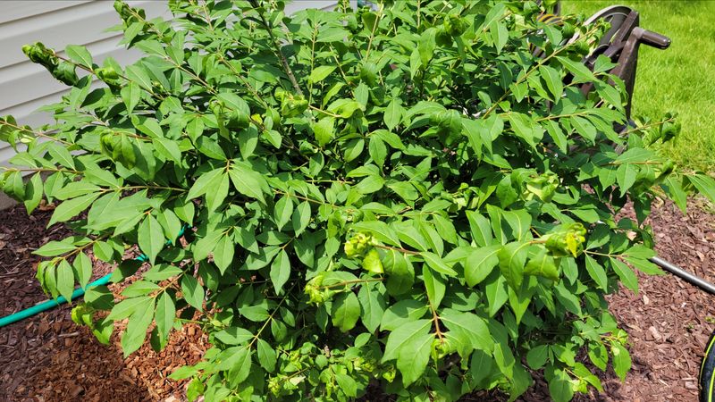Seedlings Hide Under Nearby Shrubs Seedlings Hide Under Nearby Shrubs