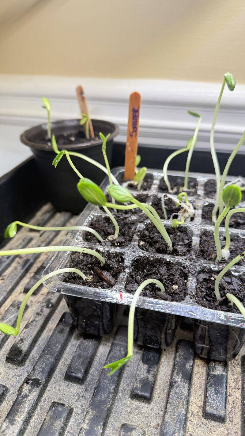 Seeds Beat Stressed Transplants