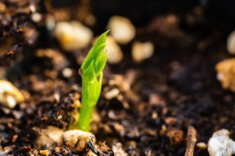 Seeds Germinate Unevenly Or Seedlings Fail To Emerge