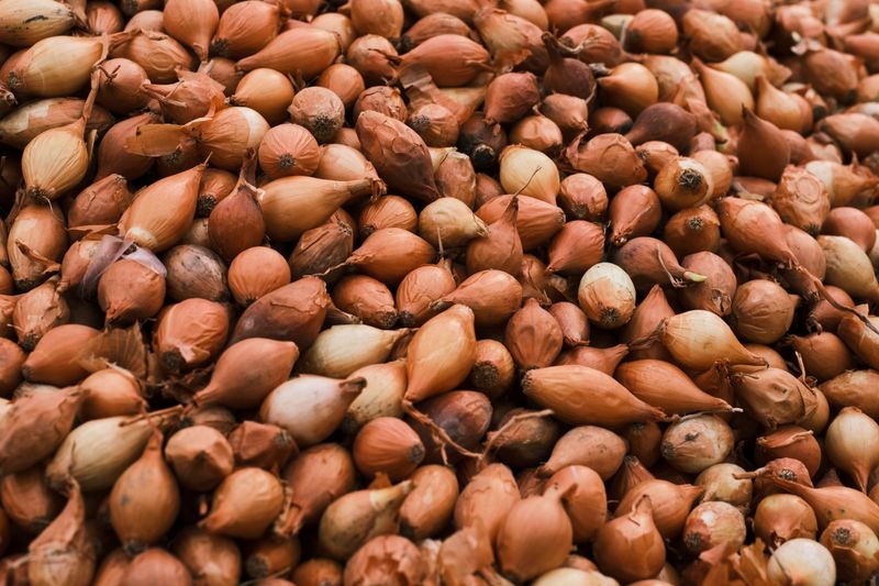 Seeds Go In During September And October Seeds Go In During September And October