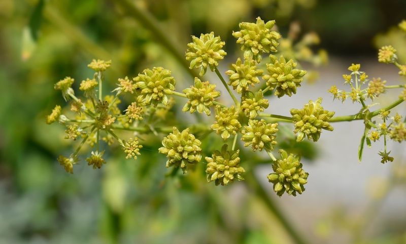 Seeds Need Attention If Plants Flower Seeds Need Attention If Plants Flower