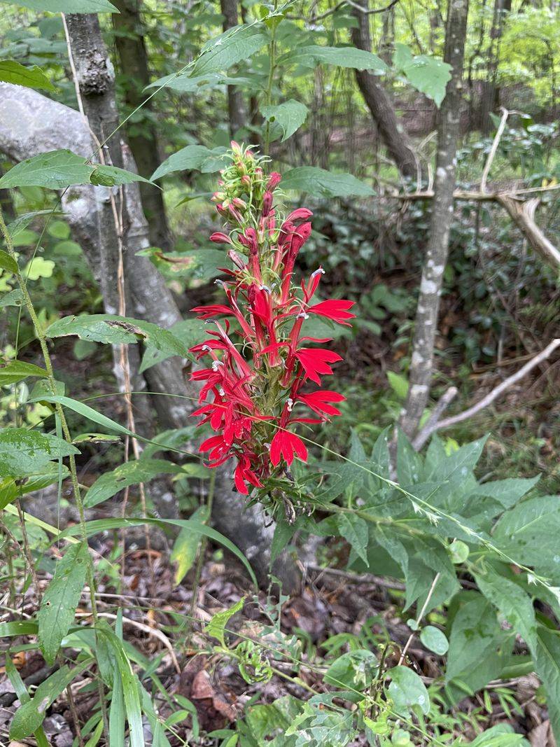 Seeing Cardinal Flower Less Often Signals Wetland Stress Seeing Cardinal Flower Less Often Signals Wetland Stress
