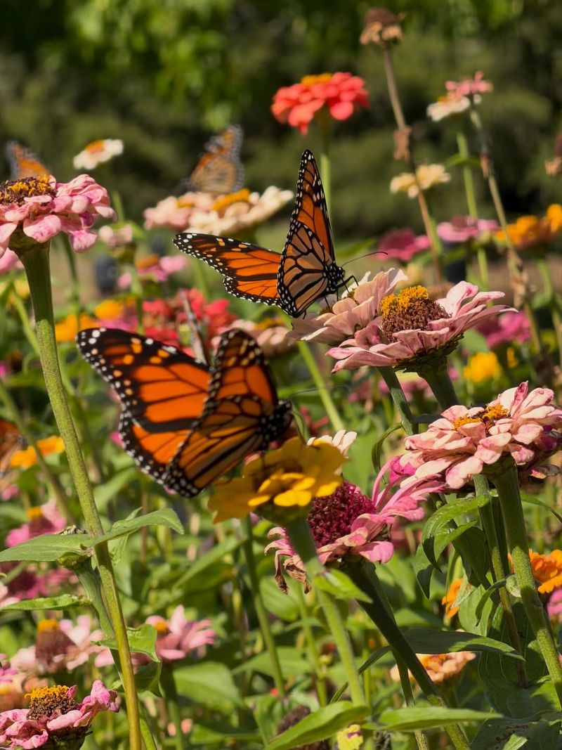 Seeing Monarchs Does Not Always Mean They Will Stay