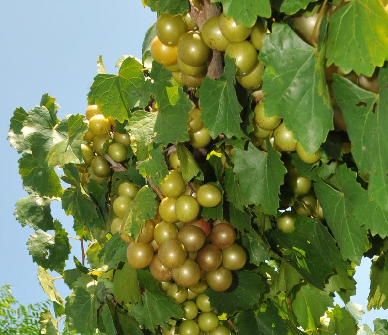 Self-Fertile Varieties Make Small Gardens Easier Self-Fertile Varieties Make Small Gardens Easier