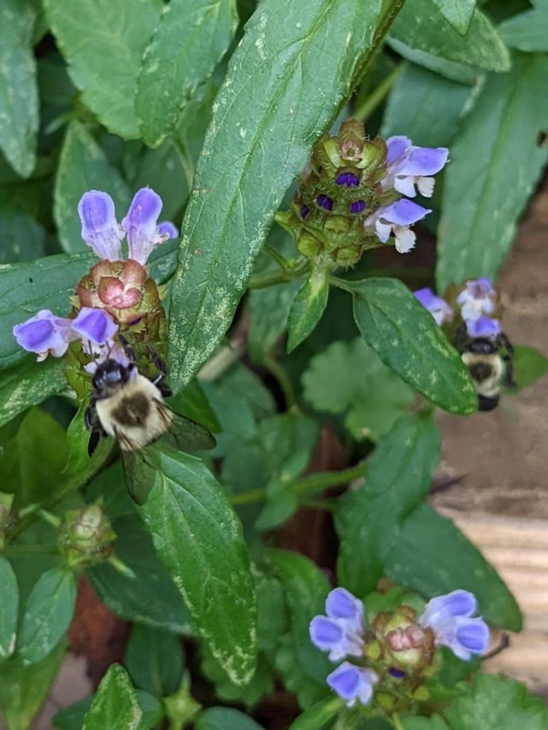Self-Heal Feeds Small Pollinators Low To The Ground Self-Heal Feeds Small Pollinators Low To The Ground