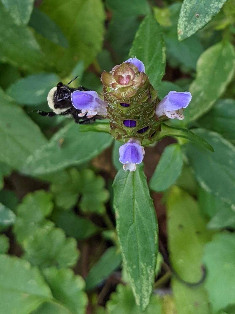 Self-Heal Fills Low Gaps Through Summer
