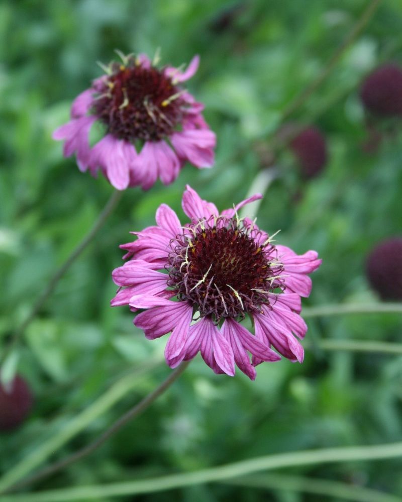 Self-Seeding Means More Plants For Free