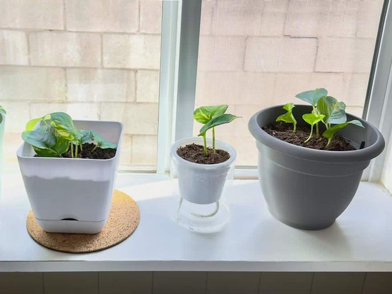 Self-Watering Reservoirs Can Turn Stagnant Self-Watering Reservoirs Can Turn Stagnant