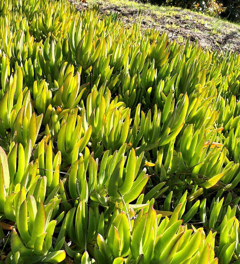 Selling Or Moving A Plant Can Trigger Trouble