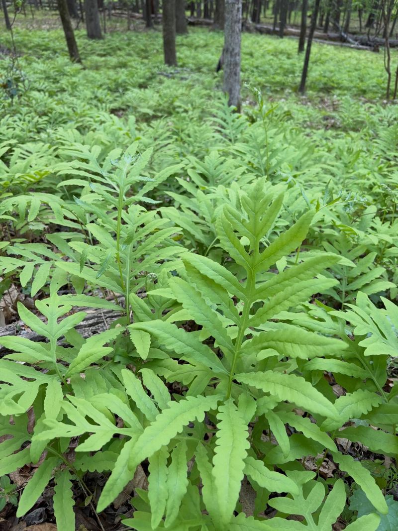 Sensitive Fern (Onoclea Sensibilis) Sensitive Fern (Onoclea Sensibilis)