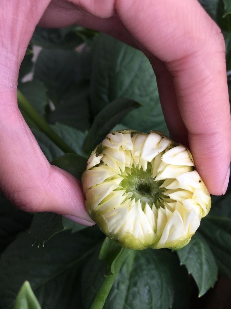 Separate Dahlia Bud Bracts Carefully Separate Dahlia Bud Bracts Carefully