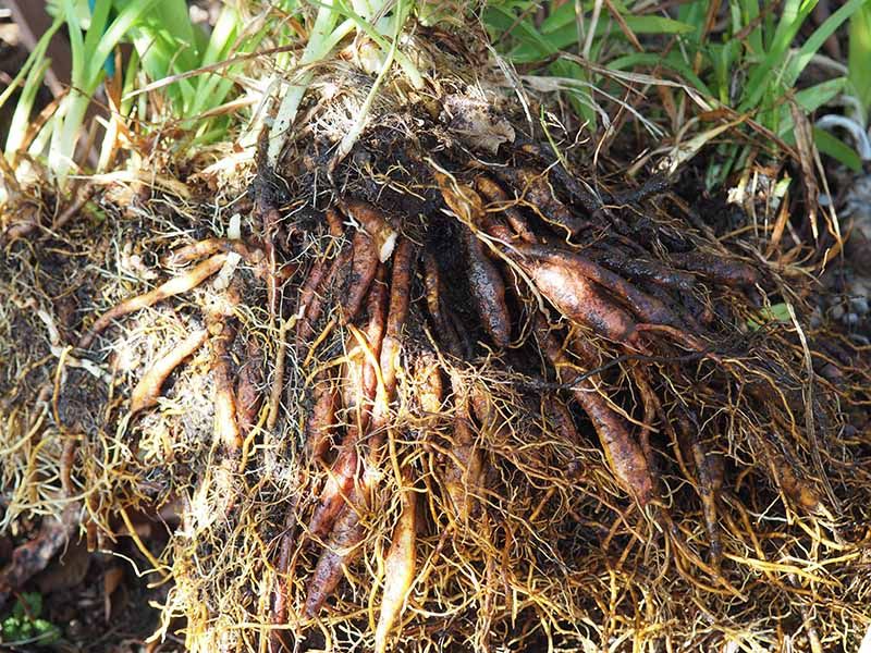 Separate Rooted Fans From the Clump