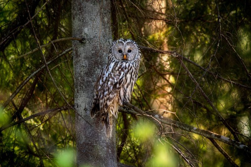 Separating Folklore From Actual Owl Behavior Separating Folklore From Actual Owl Behavior