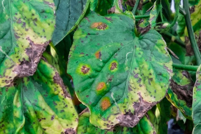 Septoria Leaf Spot Can Create Similar Lower-Leaf Damage