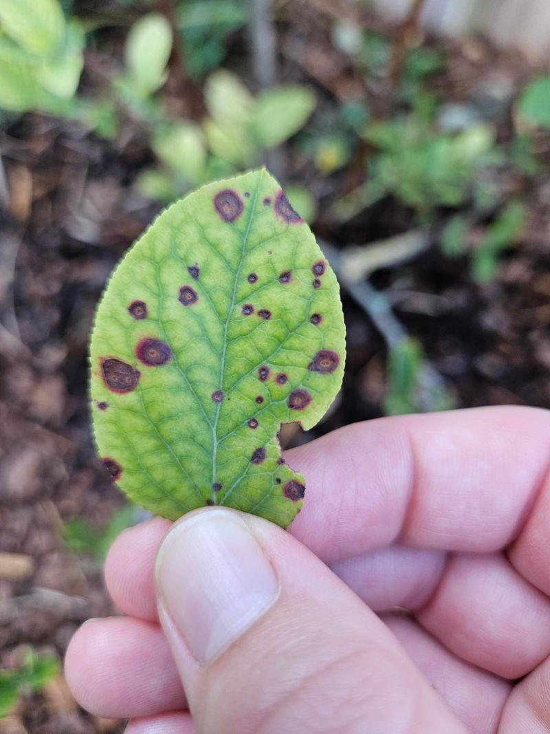 Septoria Leaf Spot May Be Starting Septoria Leaf Spot May Be Starting