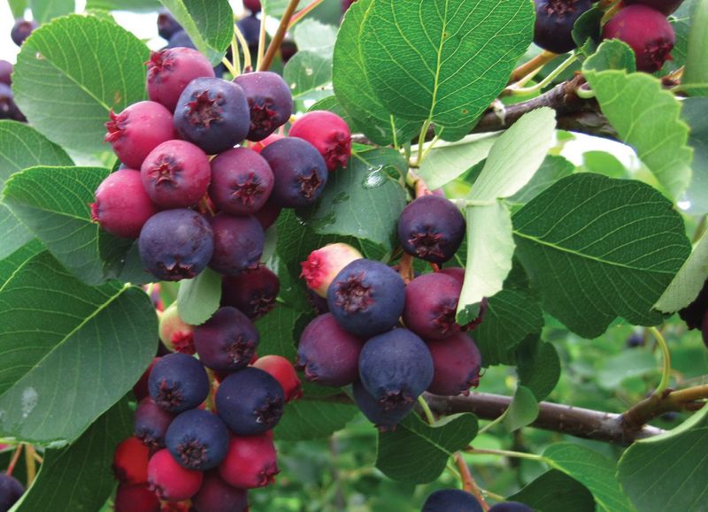 Serviceberry Serviceberry