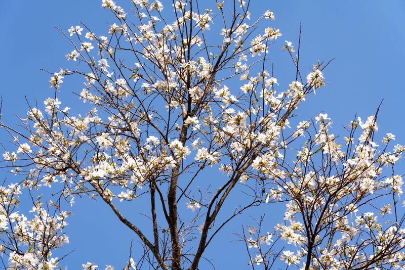 Serviceberry Serviceberry