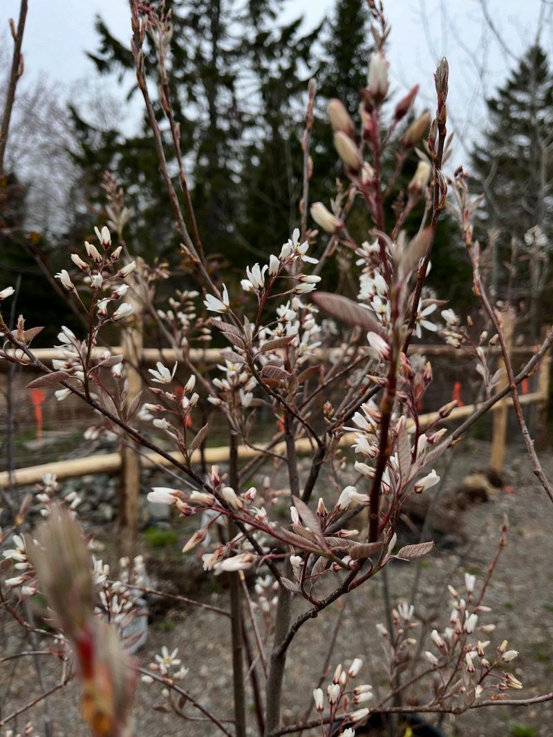 Serviceberry Serviceberry