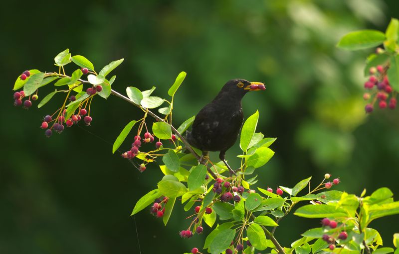 Serviceberry