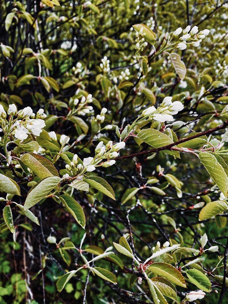 Serviceberry Serviceberry